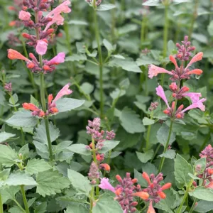 Hummingbird Mint 'Kudos Ambrosia' G1