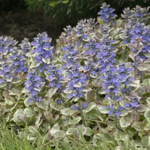 Bugleweed 'Burgundy Glow'