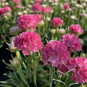 Thrift 'Dreameria Dreamland' G1