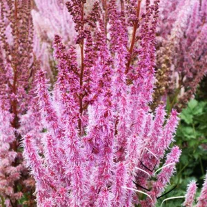 Astilbe 'Purple Candles' G2