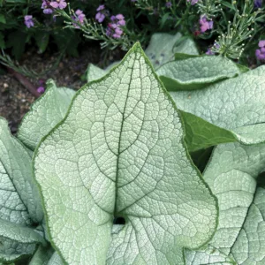 Siberian Bugloss 'Alexandria' G1