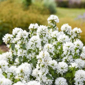 Bellflower 'Angel Bells' G1