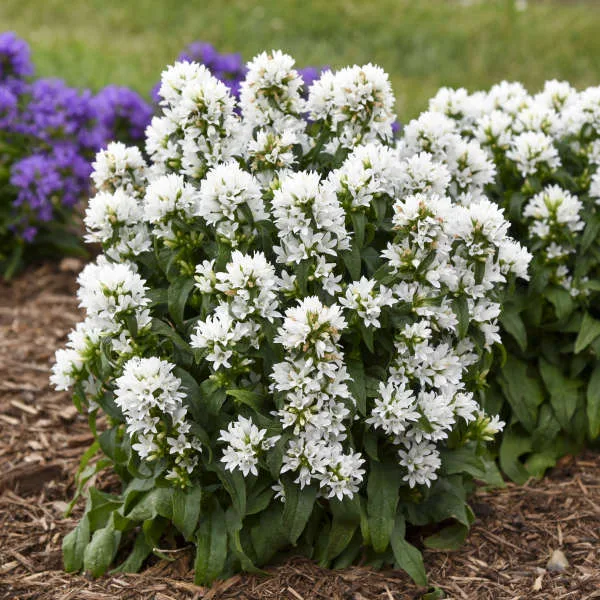 Bellflower 'Angel Bells' G1 - Image 2