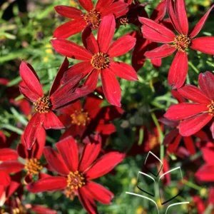 Tickseed 'Hot Paprika' G1