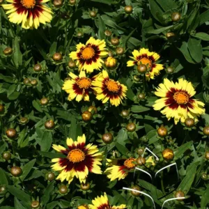 Tickseed 'Uptick Yellow & Red' G1