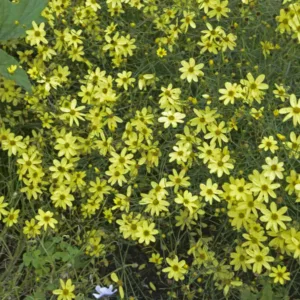 Tickseed 'Moonbeam' G1