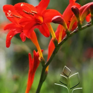 Crocosmia 'Lucifer'