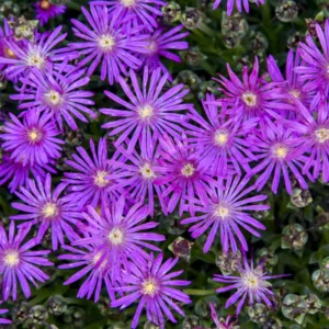 Ice Plant 'Electric Slide' G1