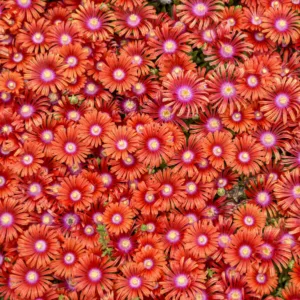 Ice Plant 'Macarena' G1