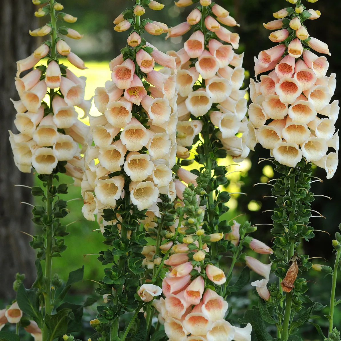 Foxglove 'Dalmatian Peach' G1 - Image 2