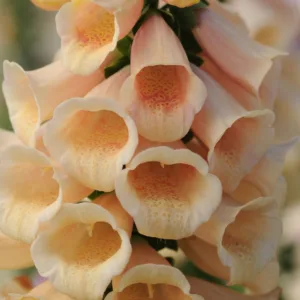 Foxglove 'Dalmatian Peach' G1