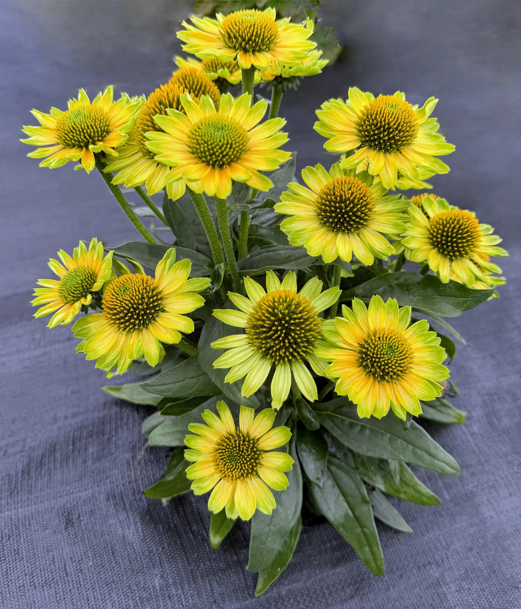 Coneflower 'Princess Citrus' G1 - Image 2