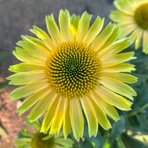 Coneflower 'Princess Citrus' G1