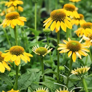Coneflower 'Sombrero Lemon Yellow' G1