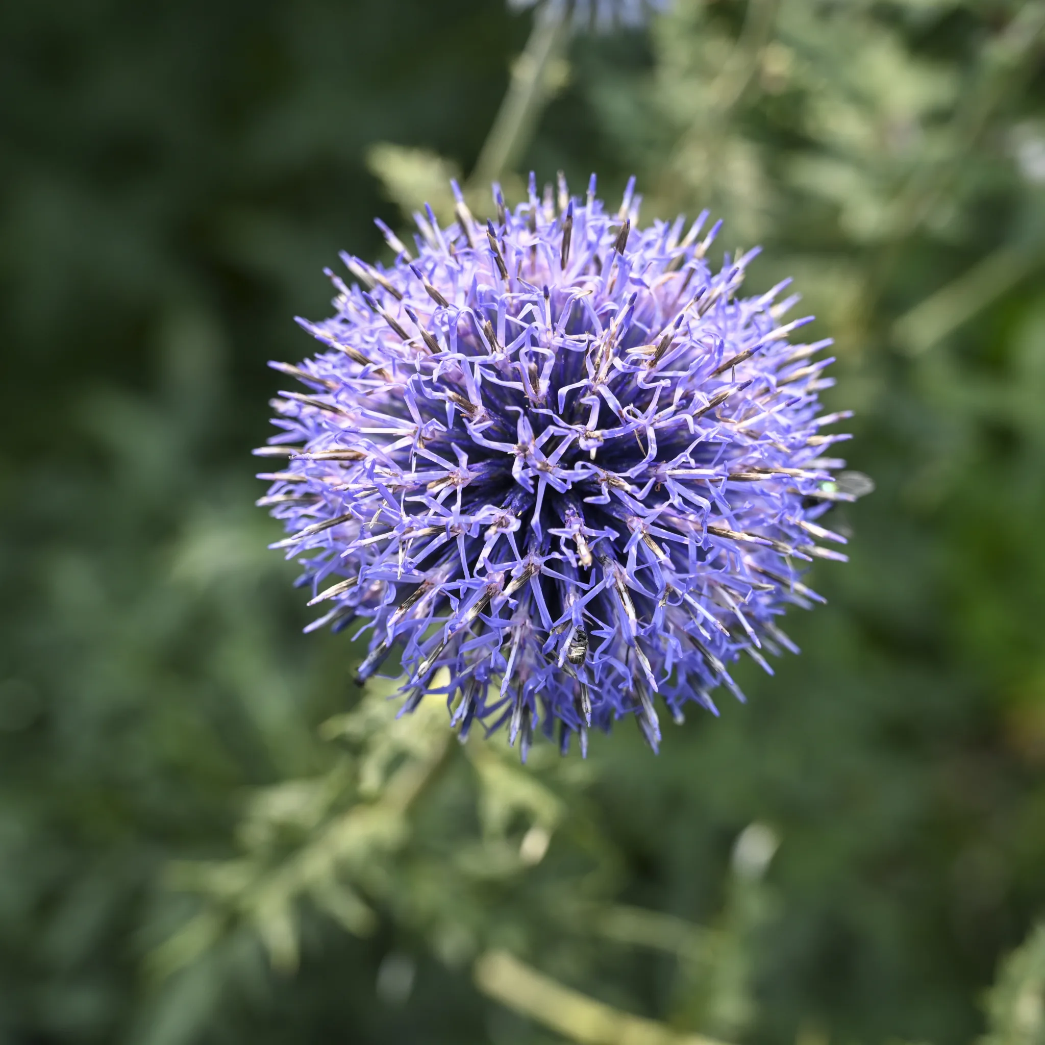 Globe Thistle 'Blue Glow' G1 - Image 2