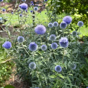 Globe Thistle 'Blue Glow' G1