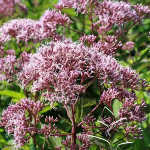 Joe Pye Weed 'Gateway'