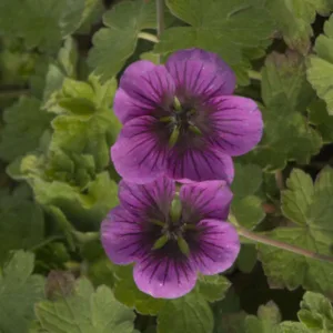 Cranesbill 'Perfect Storm' G1