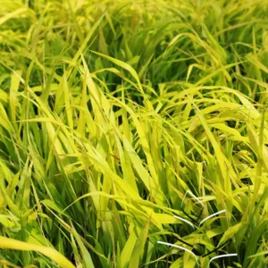 Grass- Japanese Forest 'All Gold' G1