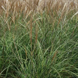 Grass- Maiden 'Adagio'