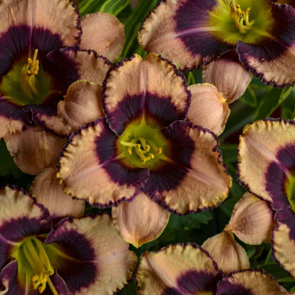 Daylily 'Daring Deception' G1 - Image 2