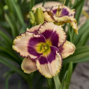 Daylily 'Daring Deception' G1