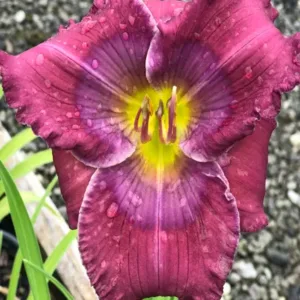 Daylily 'Lavender Blue Baby' G1