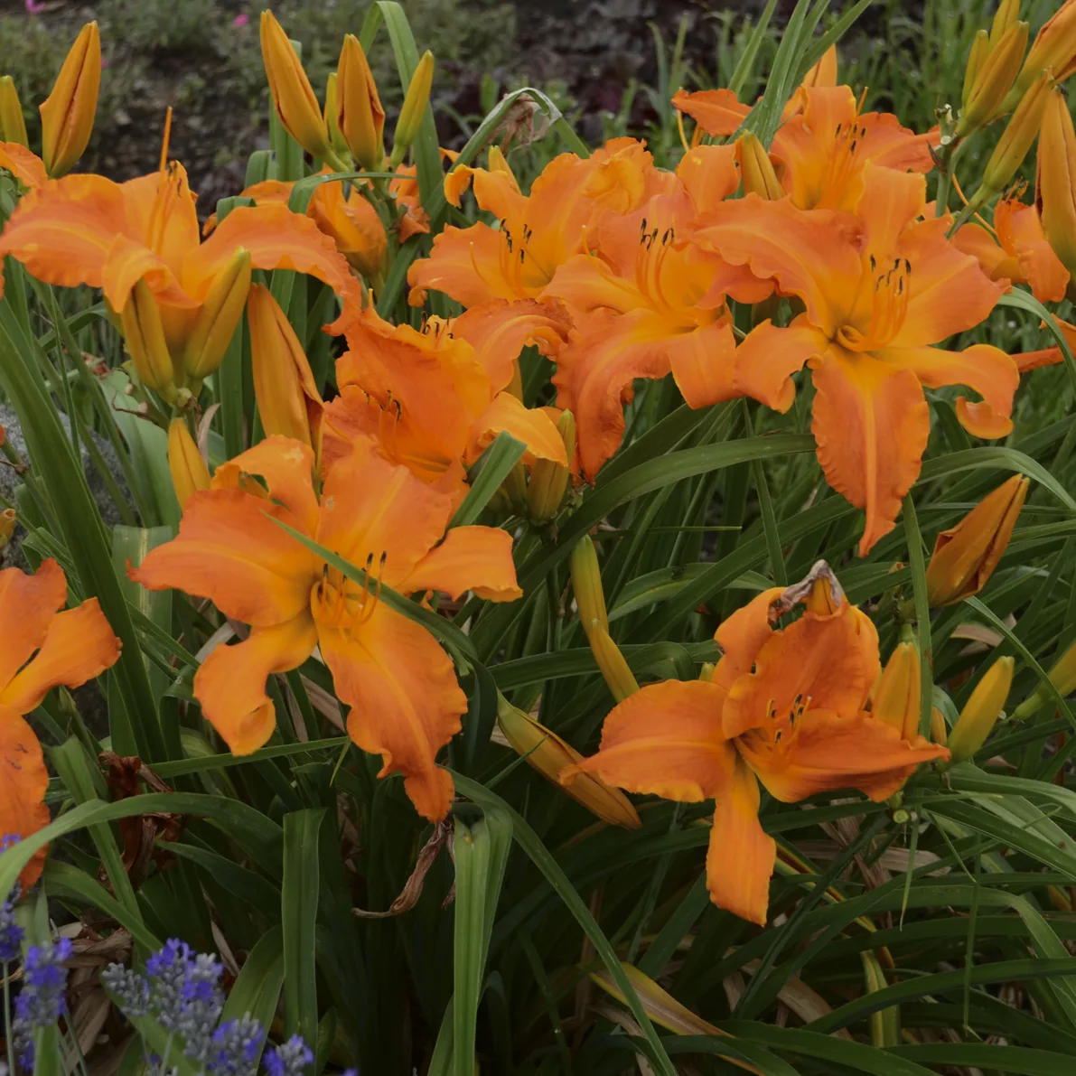 Daylily 'Primal Scream' G1 - Image 2