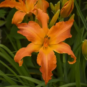 Daylily 'Primal Scream' G1