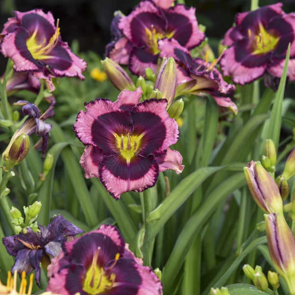 Daylily 'Storm Shelter' G1 - Image 2