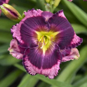 Daylily 'Storm Shelter' G1
