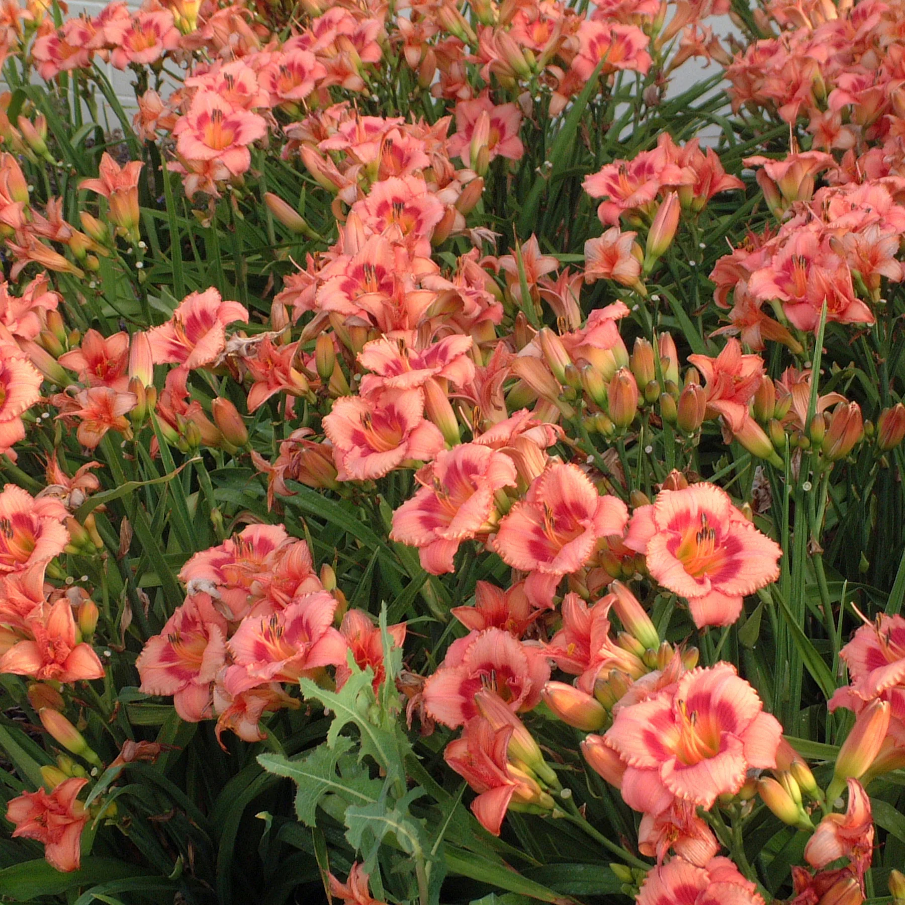 Daylily 'Strawberry Candy' G1 - Image 2