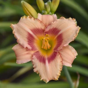 Daylily 'Strawberry Candy' G1