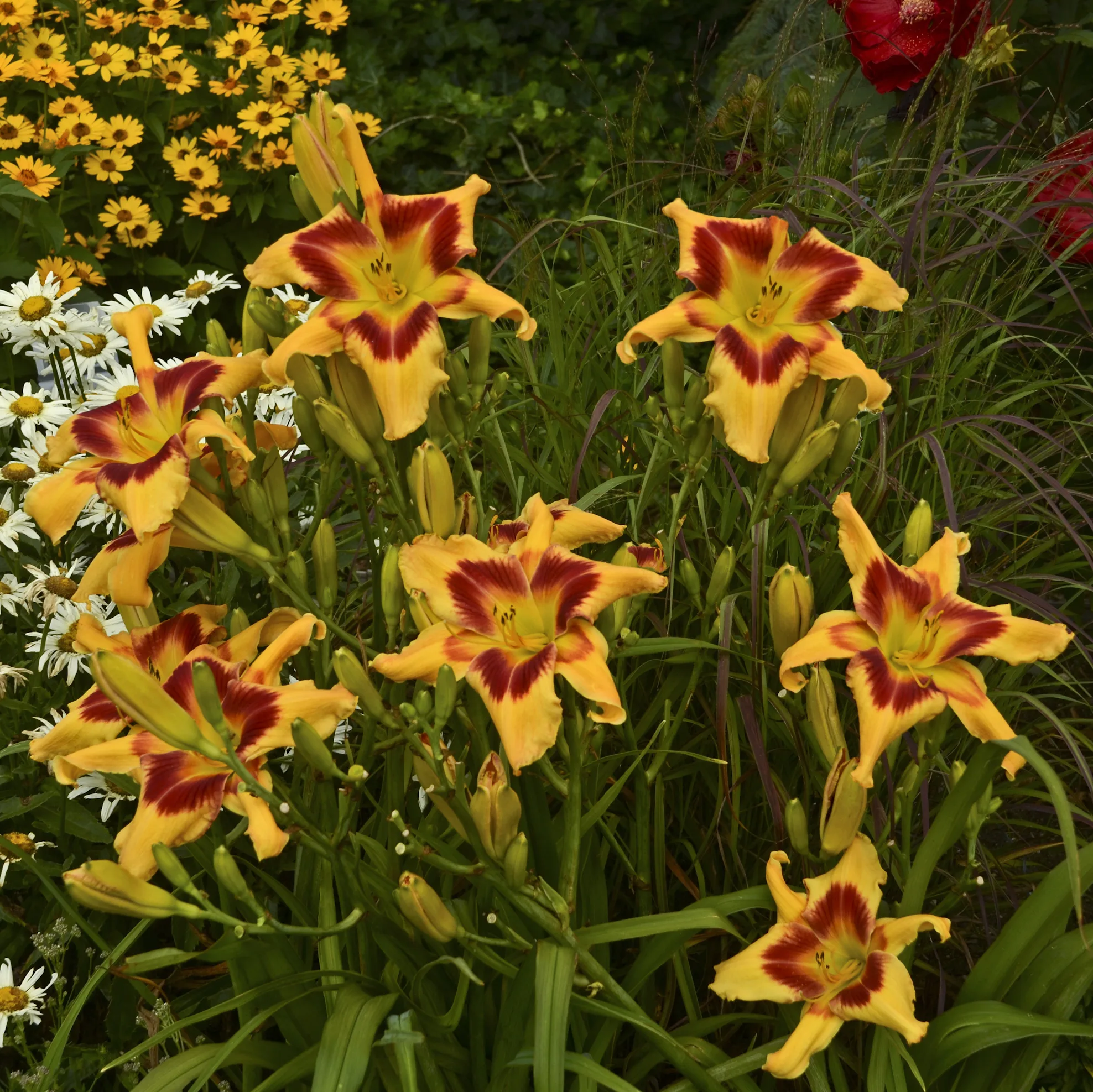 Daylily 'Tiger Swirl' G1 - Image 2