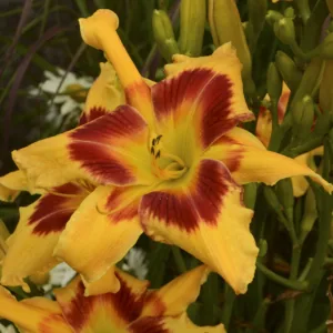 Daylily 'Tiger Swirl' G1