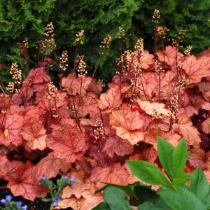 Coral Bells 'Georgia Peach' G1