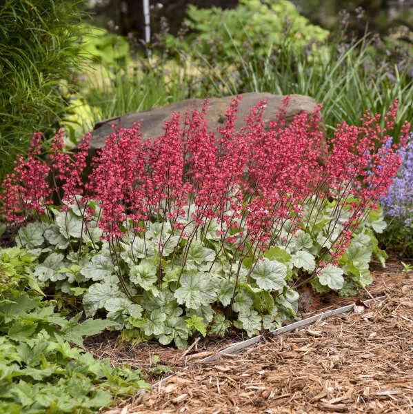 Coral Bells 'Spearmint' 19CM - Image 2