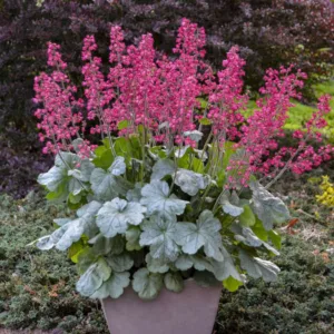 Coral Bells 'Spearmint' 19CM