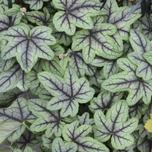 Foamy Bells 'Pink Fizz' G1