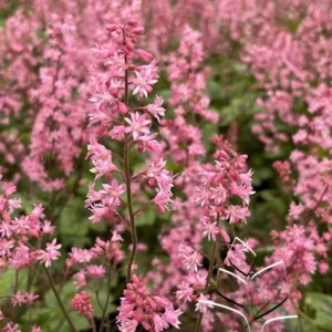 Foamy Bells 'Pink Revolution' G1