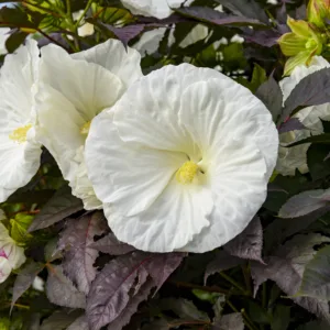 Hibiscus 'Cookies and Cream' G3
