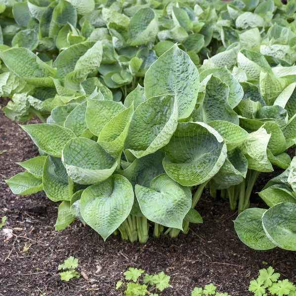 Hosta 'Abiqua Drinking Gourd' G1 - Image 2