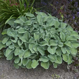 Hosta 'Blue Mouse Ears'