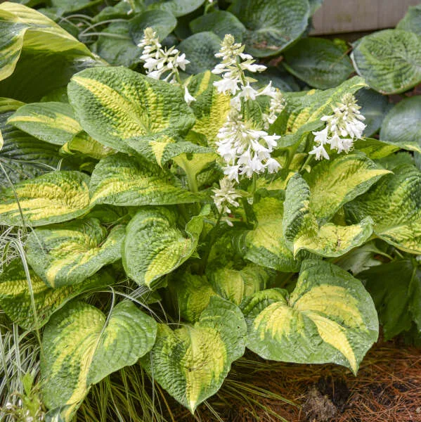 Hosta 'Brother Stefan' G1.5 - Image 2