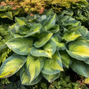 Hosta 'Brother Stefan' G1.5