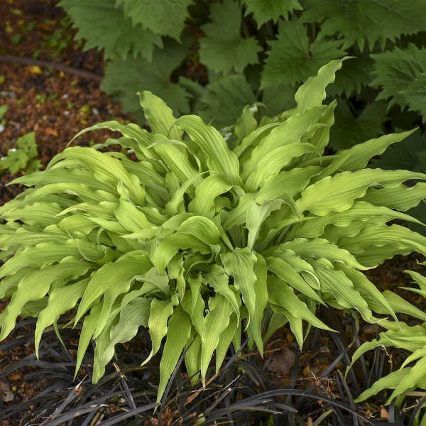 Hosta 'Curly Fries' - Image 2