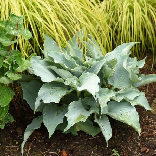 Hosta 'Dancing With Dragons' G1 - Image 2