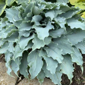 Hosta 'Dancing With Dragons' G1