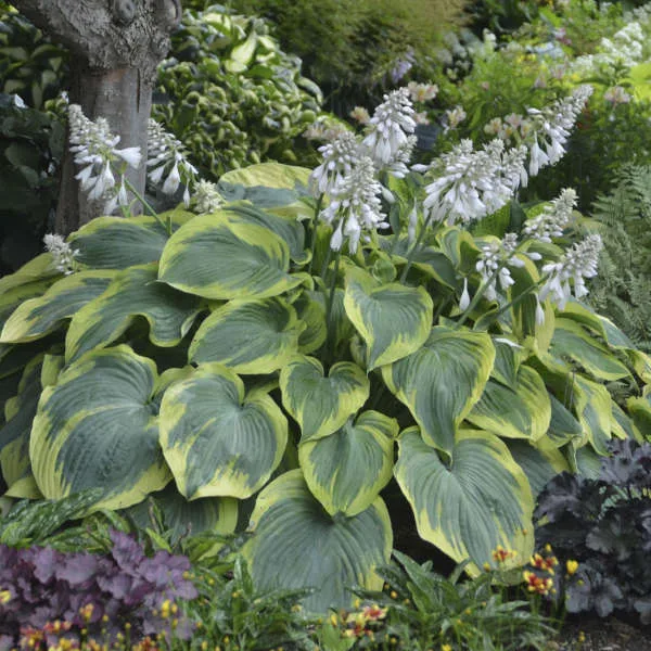 Hosta 'Earth Angel' - Image 2