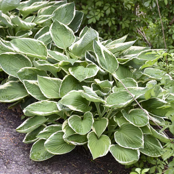 Hosta 'Francee' - Image 2
